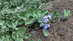 Vitex rotundifolia