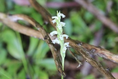 Spiranthes casei casei