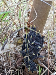 Perga affinis