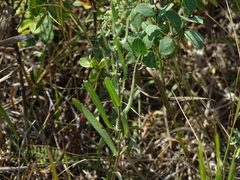 Symphyotrichum falcatum