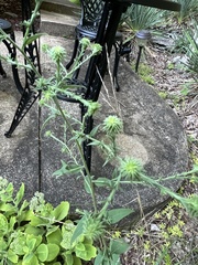 Symphyotrichum anomalum