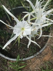 Hymenocallis occidentalis