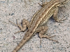 Sceloporus occidentalis bocourtii