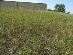 Symphyotrichum falcatum