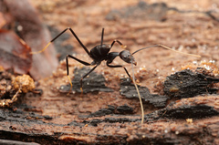 Leptomyrmex flavitarsus