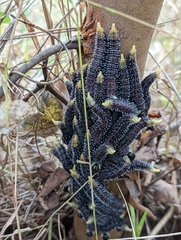 Perga affinis