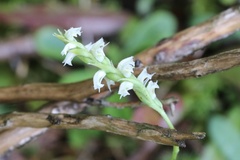 Spiranthes casei casei