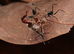 Leptomyrmex flavitarsus