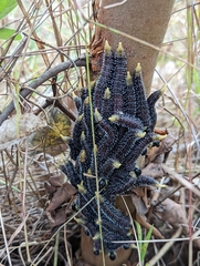 Perga affinis