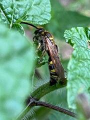 Xanthocampsomeris limosa