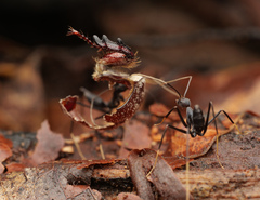 Leptomyrmex flavitarsus