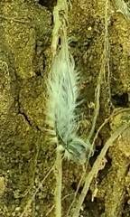Acronicta rubricoma