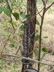 Pogona barbata