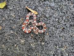 Lampropeltis triangulum