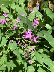 Desmodium