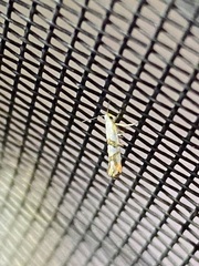 Argyresthia oreasella