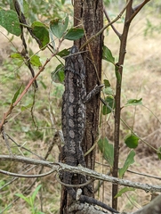 Pogona barbata