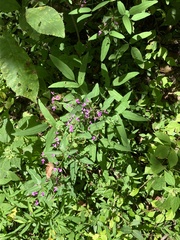 Desmodium