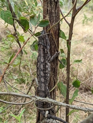Pogona barbata