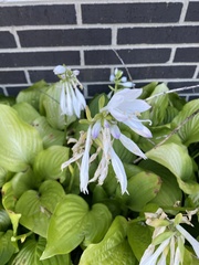 Hosta