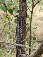 Pogona barbata
