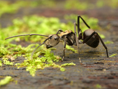 Polyrhachis sericata