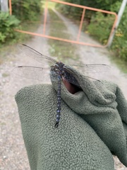 Aeshna tuberculifera