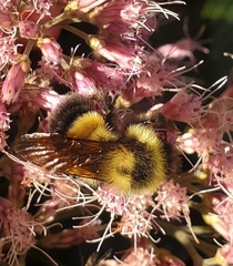 Bombus affinis