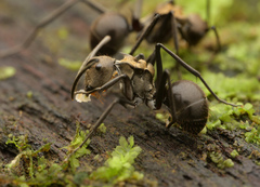 Polyrhachis sericata
