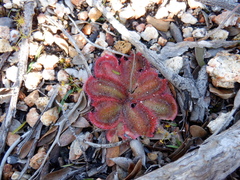 Drosera collina