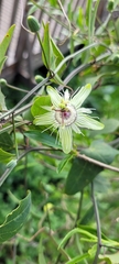 Passiflora misera
