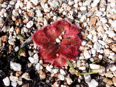 Drosera collina