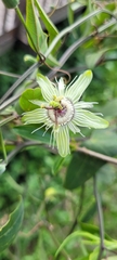 Passiflora misera