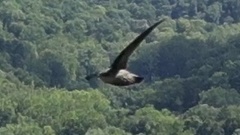 Chaetura pelagica