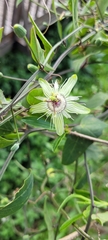 Passiflora misera