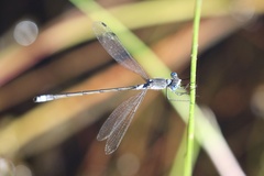 Lestes disjunctus
