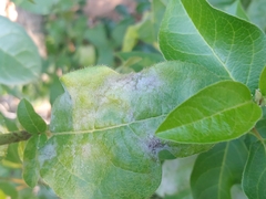 Erysiphe caprifoliacearum