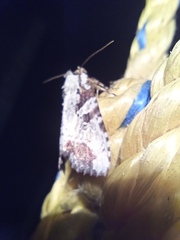 Perigea glaucoptera
