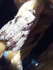 Perigea glaucoptera