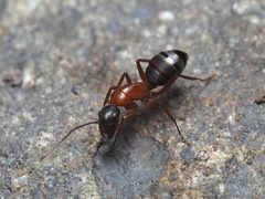 Camponotus vicinus