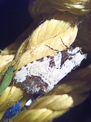 Perigea glaucoptera