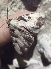 Perigea glaucoptera