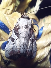 Perigea glaucoptera