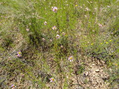Cosmos parviflorus