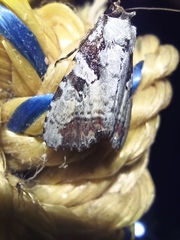 Perigea glaucoptera