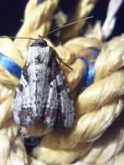 Perigea glaucoptera