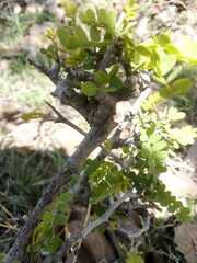 Eysenhardtia polystachya