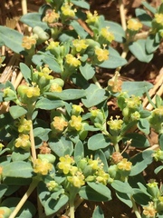 Euphorbia ocellata