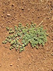 Euphorbia ocellata