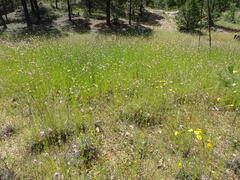 Cosmos parviflorus